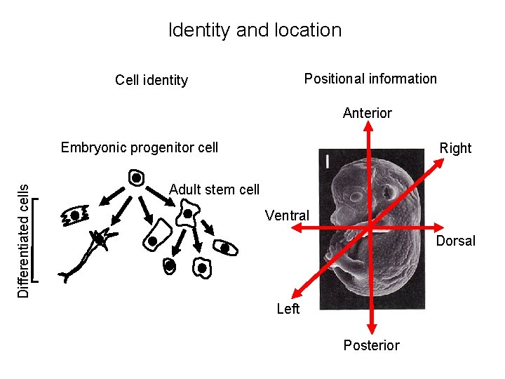 Lecture 1 Preimplantation development Introduction and key concepts
