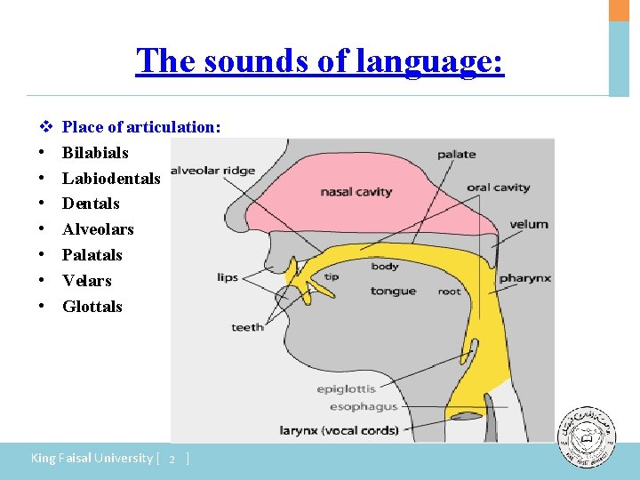 The sounds of language: v • • Place of articulation: Bilabials Labiodentals Dentals Alveolars