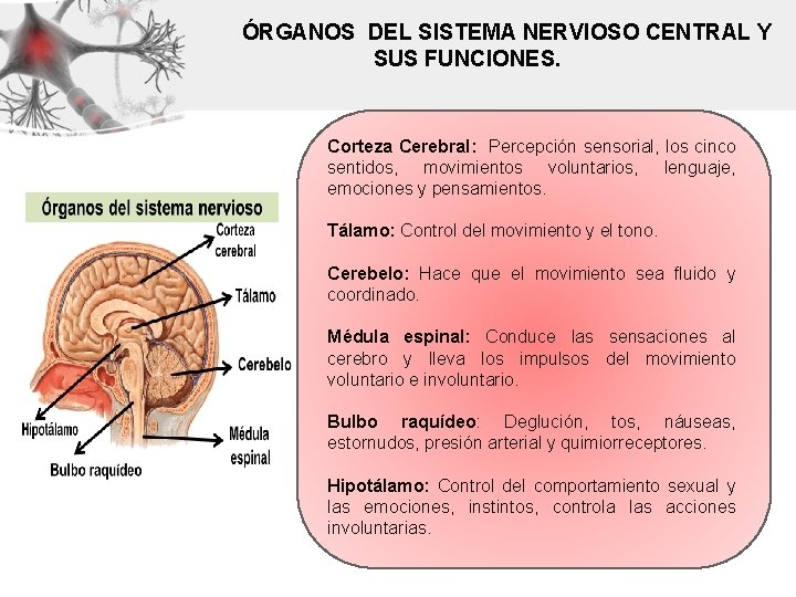 ÓRGANOS DEL SISTEMA NERVIOSO CENTRAL Y SUS FUNCIONES. Corteza Cerebral: Percepción sensorial, los cinco