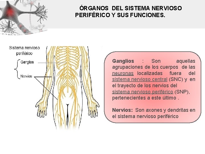 ÓRGANOS DEL SISTEMA NERVIOSO PERIFÉRICO Y SUS FUNCIONES. Ganglios : Son aquellas agrupaciones de