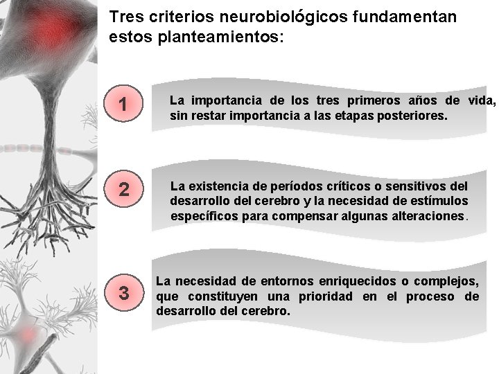 Tres criterios neurobiológicos fundamentan estos planteamientos: 1 La importancia de los tres primeros años