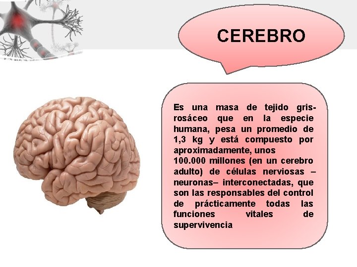 CEREBRO Es una masa de tejido grisrosáceo que en la especie humana, pesa un