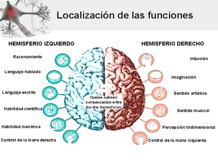 Localización de las funciones HEMISFERIO IZQUIERDO Razonamiento HEMISFERIO DERECHO Intuición Lenguaje hablado Imaginación Lenguaje