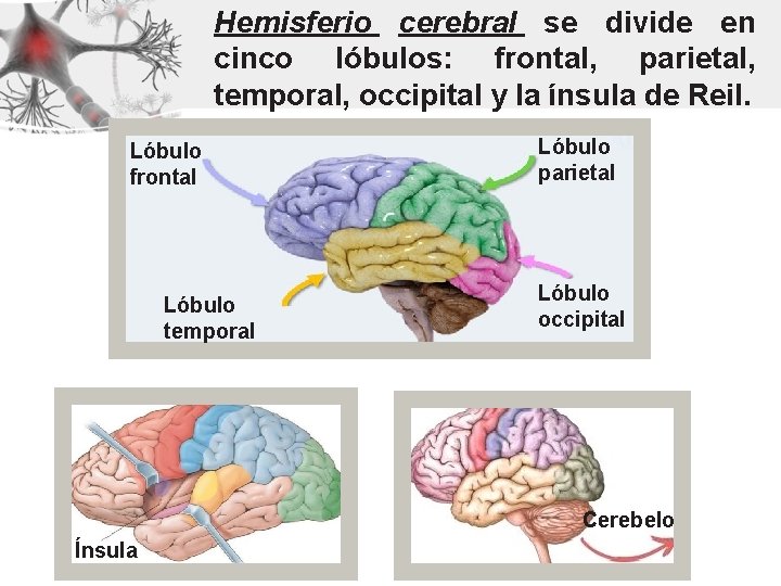 Hemisferio cerebral se divide en cinco lóbulos: frontal, parietal, temporal, occipital y la ínsula