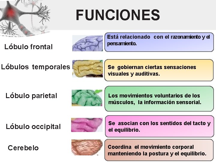 FUNCIONES Lóbulo frontal Lóbulos temporales Está relacionado con el razonamiento y el pensamiento. Se