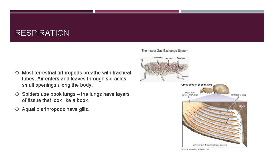 RESPIRATION Most terrestrial arthropods breathe with tracheal tubes. Air enters and leaves through spiracles, RESPIRATION Most terrestrial arthropods breathe with tracheal tubes. Air enters and leaves through spiracles,