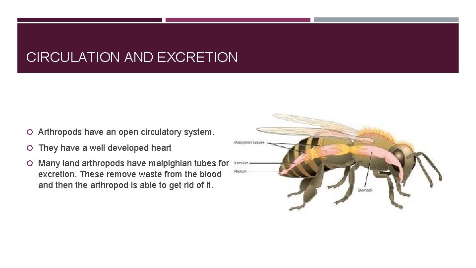 CIRCULATION AND EXCRETION Arthropods have an open circulatory system. They have a well developed CIRCULATION AND EXCRETION Arthropods have an open circulatory system. They have a well developed