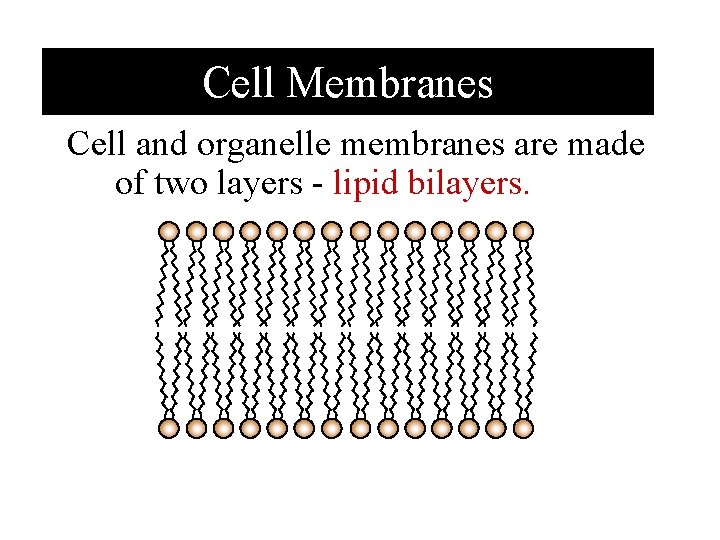 Cell Membranes Cell and organelle membranes are made of two layers - lipid bilayers.