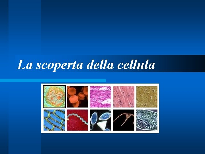 La scoperta della cellula 