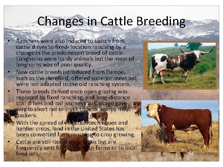 Changes in Cattle Breeding • Ranchers were also induced to switch from cattle drives