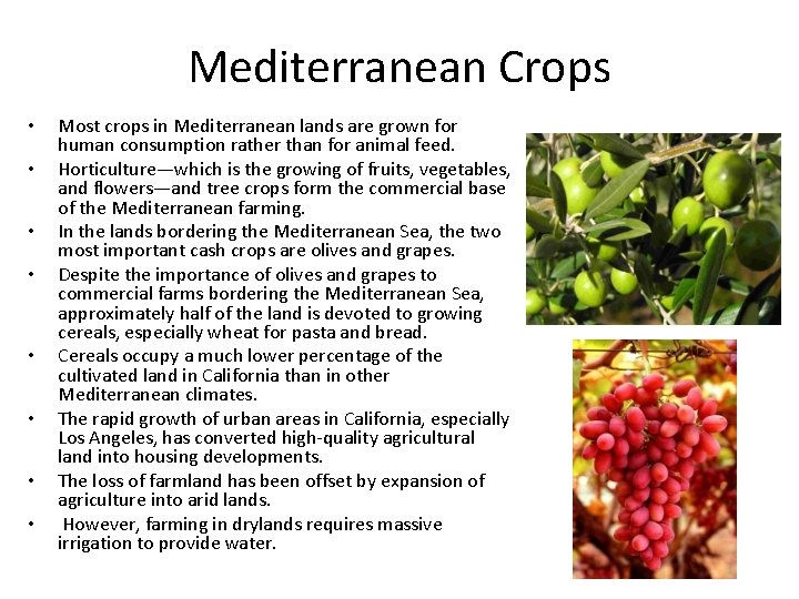 Mediterranean Crops • • Most crops in Mediterranean lands are grown for human consumption