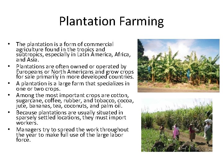 Plantation Farming • The plantation is a form of commercial agriculture found in the