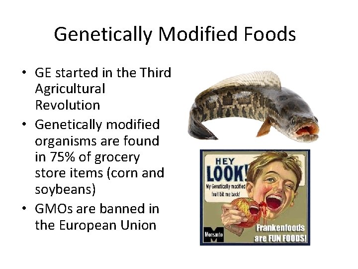 Genetically Modified Foods • GE started in the Third Agricultural Revolution • Genetically modified