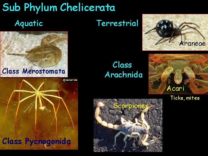 Sub Phylum Chelicerata Aquatic Terrestrial Araneae Class Merostomata Class Arachnida Acari Scorpiones Class Pycnogonida