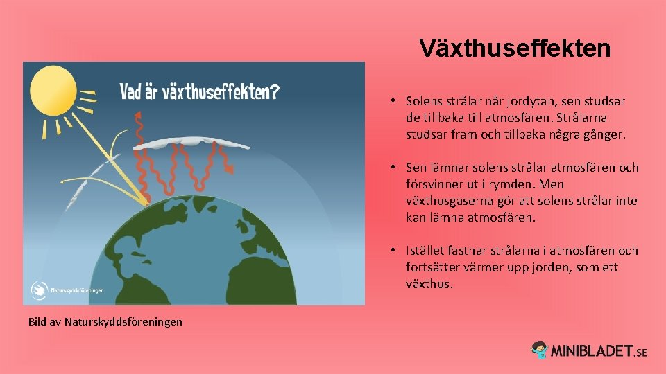 Växthuseffekten • Solens strålar når jordytan, sen studsar de tillbaka till atmosfären. Strålarna studsar