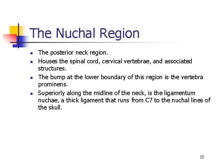 The Nuchal Region n n The posterior neck region. Houses the spinal cord, cervical