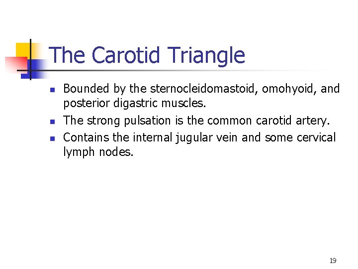 The Carotid Triangle n n n Bounded by the sternocleidomastoid, omohyoid, and posterior digastric