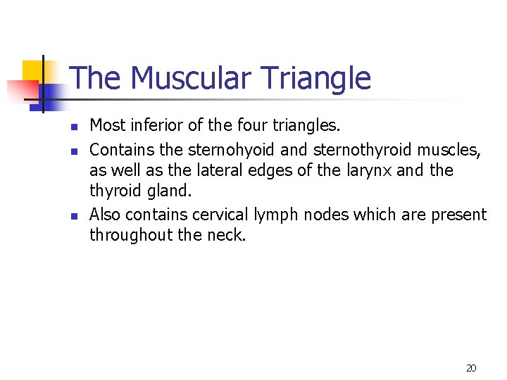 The Muscular Triangle n n n Most inferior of the four triangles. Contains the
