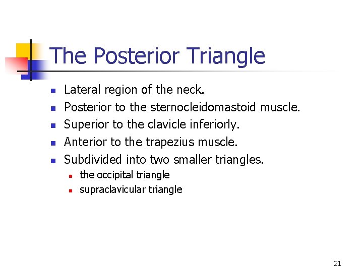 The Posterior Triangle n n n Lateral region of the neck. Posterior to the