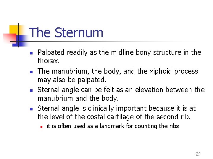 The Sternum n n Palpated readily as the midline bony structure in the thorax.