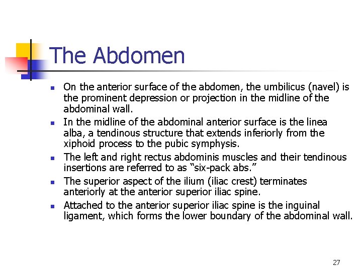 The Abdomen n n On the anterior surface of the abdomen, the umbilicus (navel)