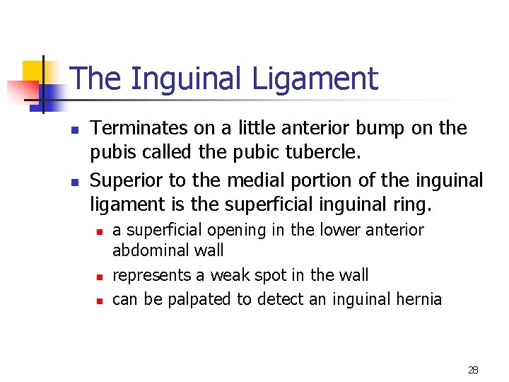 The Inguinal Ligament n n Terminates on a little anterior bump on the pubis