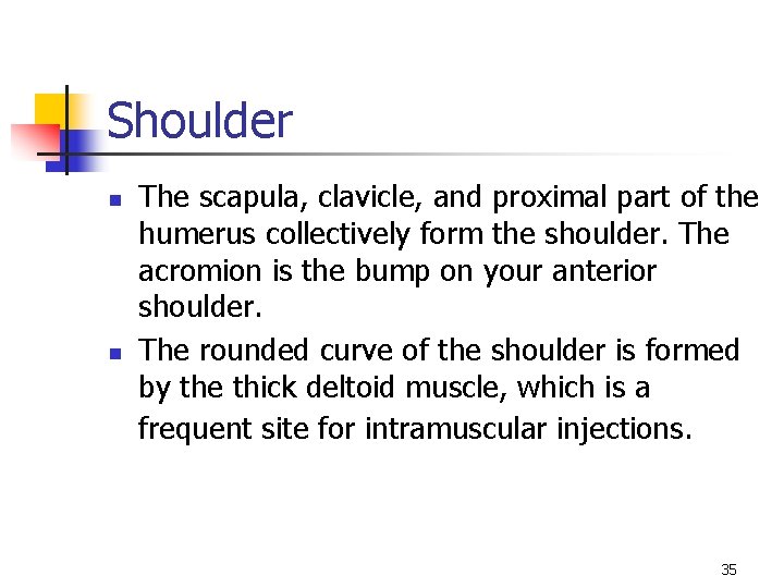 Shoulder n n The scapula, clavicle, and proximal part of the humerus collectively form