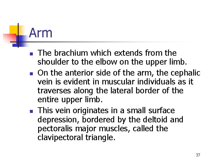 Arm n n n The brachium which extends from the shoulder to the elbow