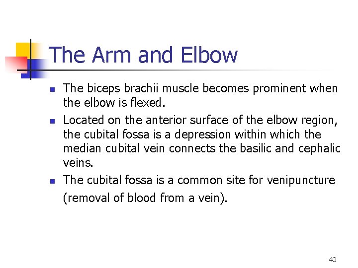 The Arm and Elbow n n n The biceps brachii muscle becomes prominent when