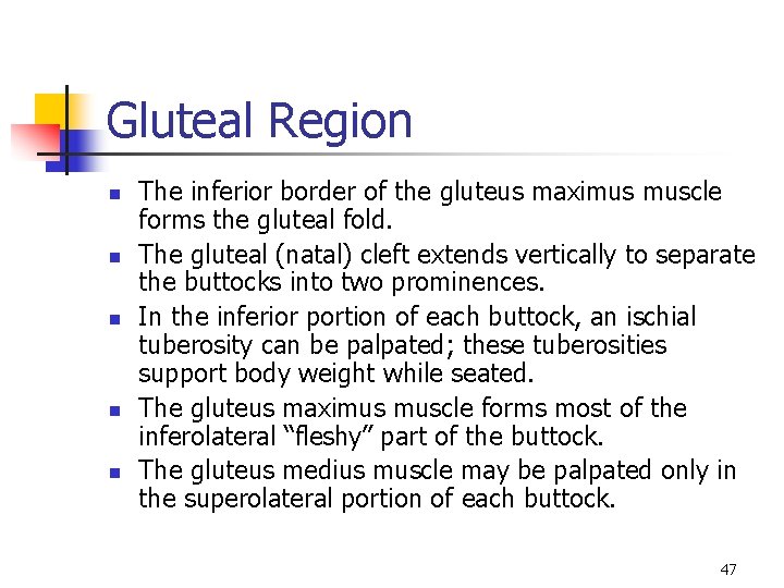 Gluteal Region n n The inferior border of the gluteus maximus muscle forms the