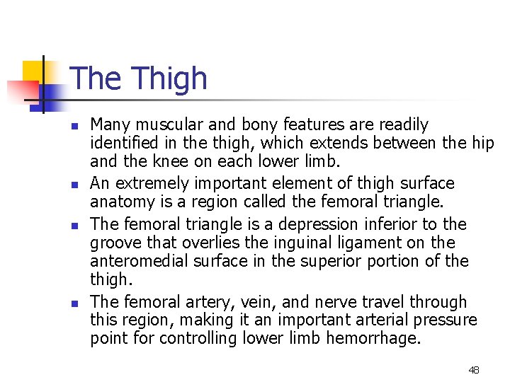 The Thigh n n Many muscular and bony features are readily identified in the