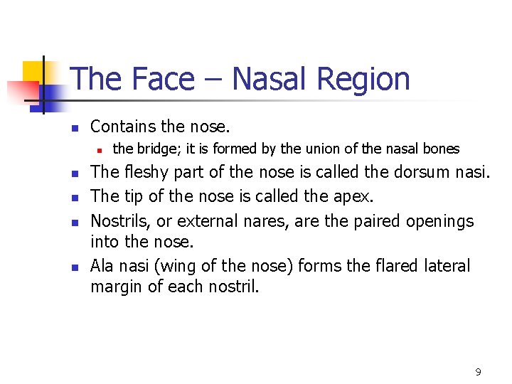 The Face – Nasal Region n Contains the nose. n n n the bridge;