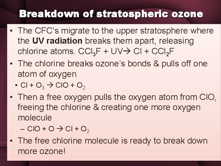 Breakdown of stratospheric ozone • The CFC’s migrate to the upper stratosphere where the