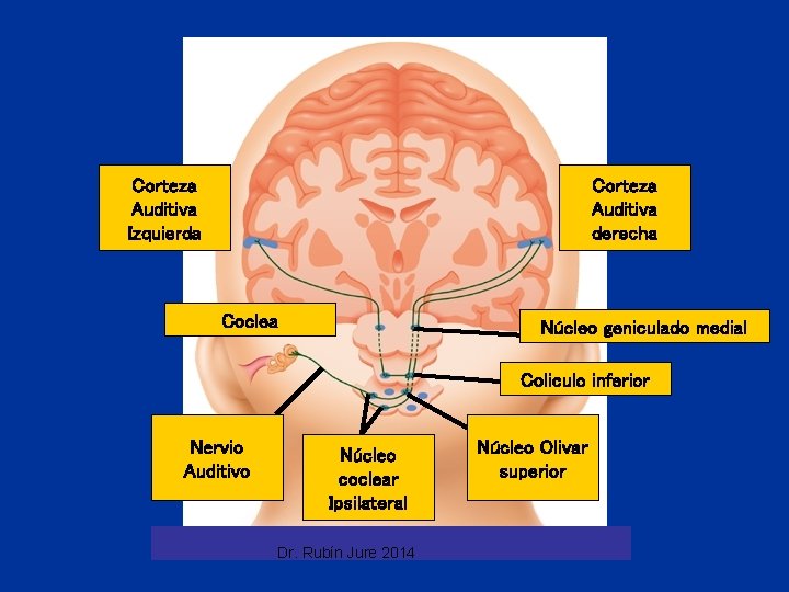 Corteza Auditiva Izquierda Corteza Auditiva derecha Coclea Núcleo geniculado medial Coliculo inferior Nervio Auditivo