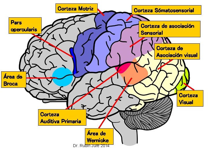 Corteza Motriz Pars opercularis Corteza Sómatosensorial Corteza de asociación Sensorial Corteza de Asociación visual