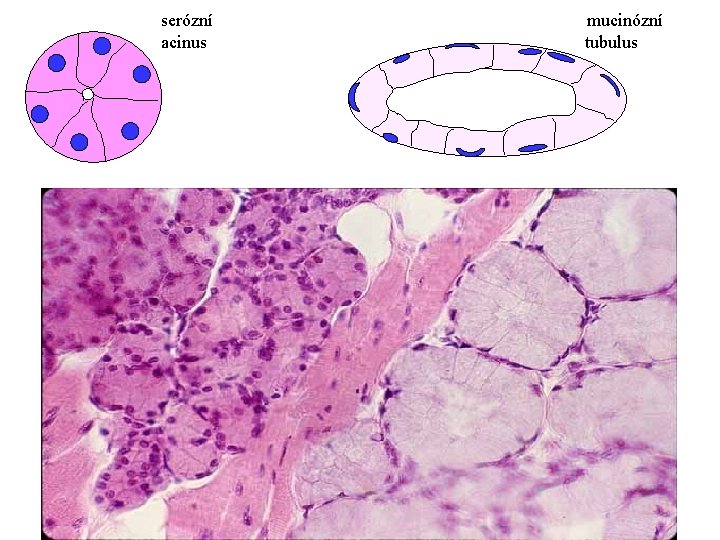 serózní acinus mucinózní tubulus 