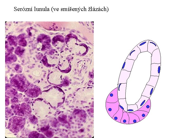 Serózní lunula (ve smíšených žlázách) 