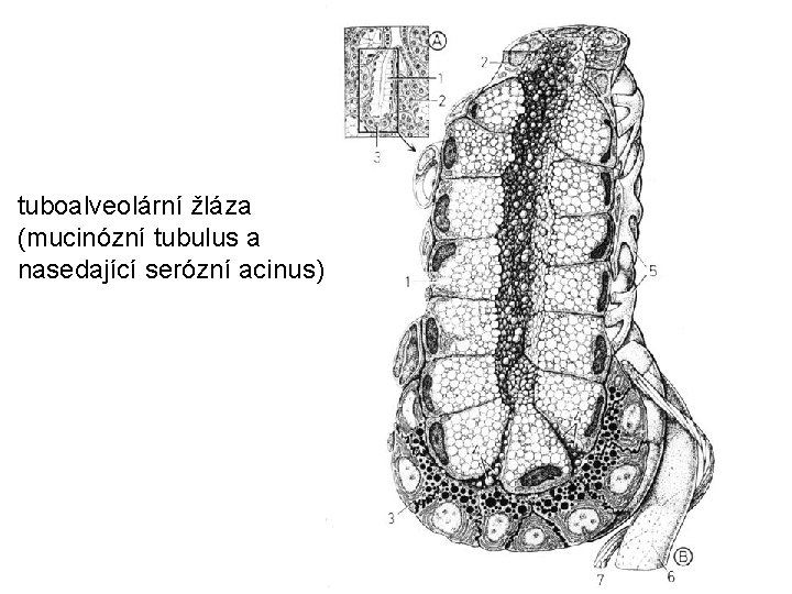 tuboalveolární žláza (mucinózní tubulus a nasedající serózní acinus) 
