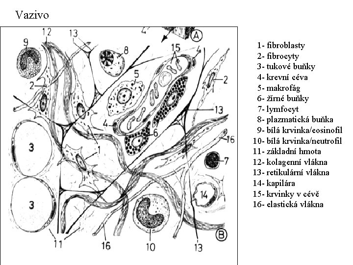 Vazivo 1 - fibroblasty 2 - fibrocyty 3 - tukové buňky 4 - krevní