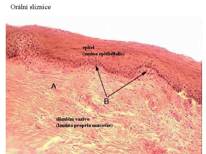Orální sliznice epitel (amina epithelialis) slizniční vazivo (lamina propria mucosae) 