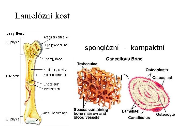 Lamelózní kost spongiózní - kompaktní 