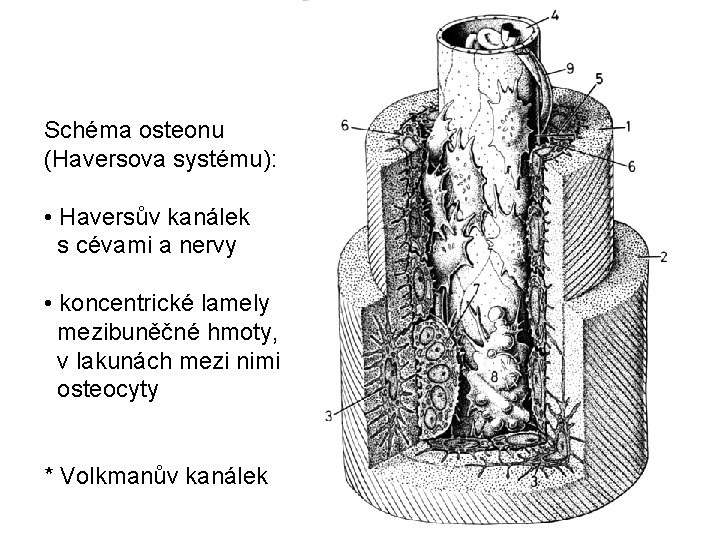 Schéma osteonu (Haversova systému): • Haversův kanálek s cévami a nervy • koncentrické lamely