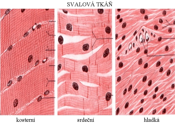 SVALOVÁ TKÁŇ kosterní srdeční hladká 