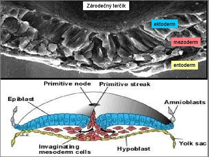 Zárodečný terčík ektoderm mezoderm entoderm 