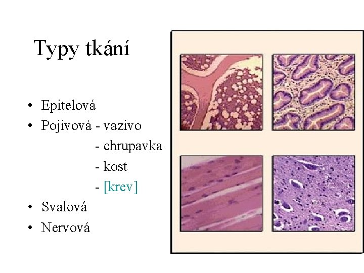 Typy tkání • Epitelová • Pojivová - vazivo - chrupavka - kost - [krev]
