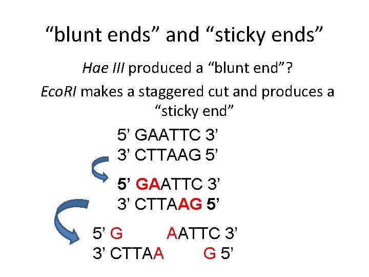 “blunt ends” and “sticky ends” Hae III produced a “blunt end”? Eco. RI makes