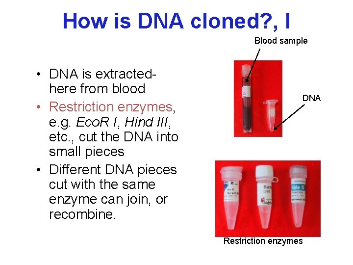 How is DNA cloned? , I Blood sample • DNA is extractedhere from blood