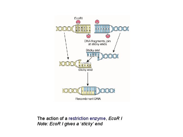 The action of a restriction enzyme, Eco. R I Note: Eco. R I gives