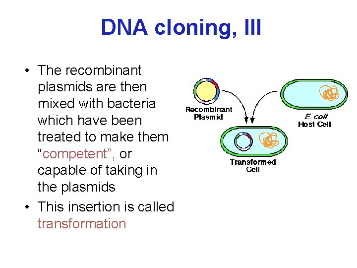 DNA cloning, III • The recombinant plasmids are then mixed with bacteria which have