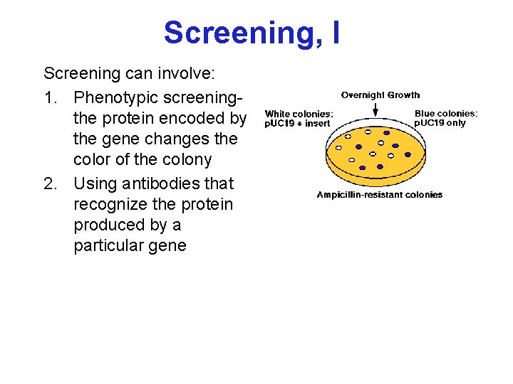 Screening, I Screening can involve: 1. Phenotypic screeningthe protein encoded by the gene changes